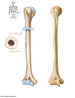 Humerus, anterior and posterior views
