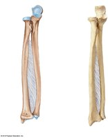 Ulna and radius, anterior view