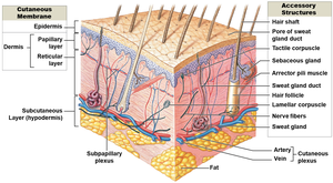 Cross-section of skin showing epidermis, dermis, and hypodermis with accessory structures