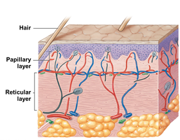 Diagram showing papillary and reticular layers of the dermis