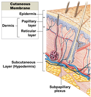 Diagram showing the hypodermis and its relation to the skin
