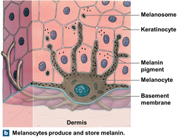 Diagram of melanocyte producing and transferring melanin to keratinocytes