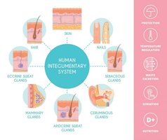 Diagram of the human integumentary system and its accessory structures