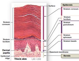 Histological section of thick skin showing epidermal layers