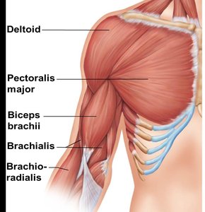 Labeled diagram of anterior arm muscles