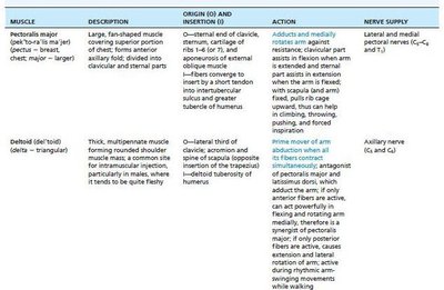 Table of pectoralis major and deltoid muscle actions