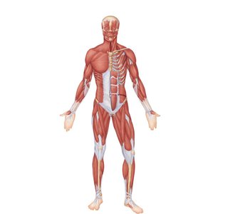 Superficial muscles of the body: anterior view