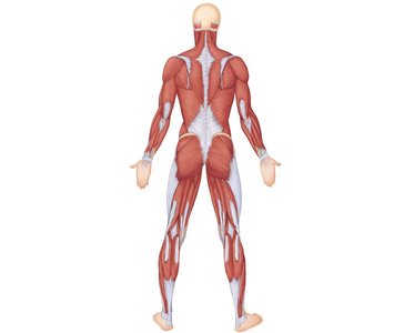 Superficial muscles of the body: posterior view