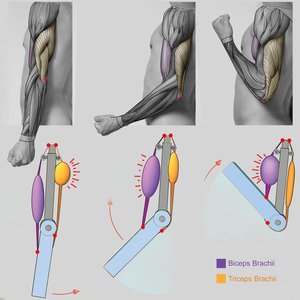 Diagram of muscle leverage and antagonistic muscle action at the elbow joint