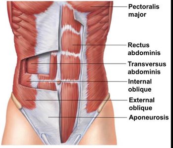 Muscles of the abdominal wall with names and locations