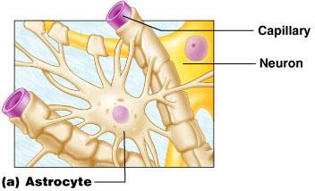 Astrocyte supporting neurons and capillaries