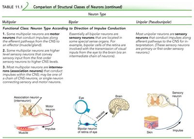 Functional classification of neurons