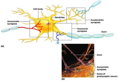 Types of synapses on a neuron