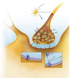 Chemical synapse transmission process