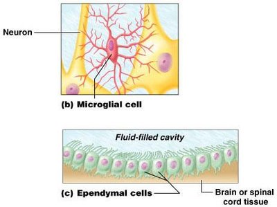 Microglial cell and ependymal cells