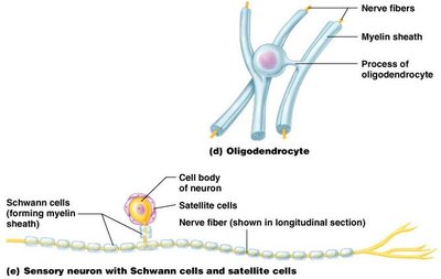 Oligodendrocyte, Schwann cell, and satellite cell structure