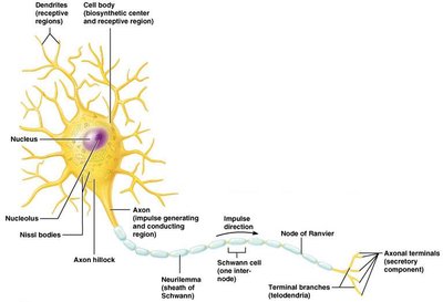 Structure of a typical neuron