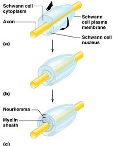 Formation of myelin sheath by Schwann cells