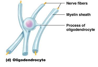 Oligodendrocyte forming myelin sheaths in CNS