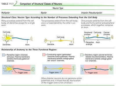 Comparison of structural classes of neurons