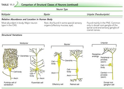 Structural variations of neurons