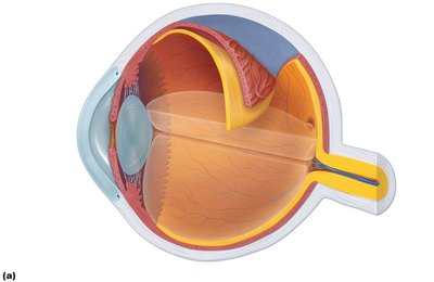 Iris of the eye