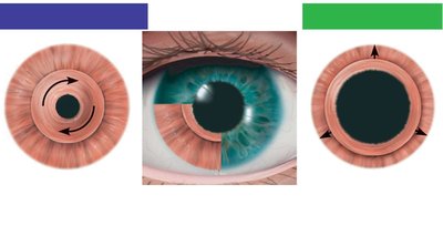 Muscles of the iris controlling pupil size