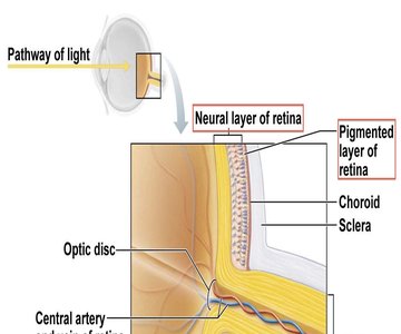 Posterior aspect of the eyeball showing retina layers