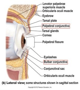 Lateral view of the eye showing palpebral and bulbar conjunctiva