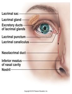 Lacrimal apparatus and tear drainage