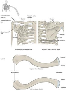 Anatomy of the pectoral girdle, showing clavicle and scapula