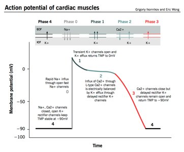 Action potential phases in cardiac muscle
