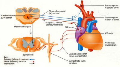 Flowchart of factors affecting arteriolar radius and resistance