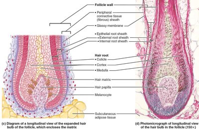 Longitudinal section of hair follicle and bulb