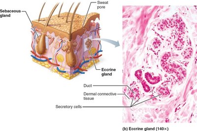 Eccrine sweat gland structure