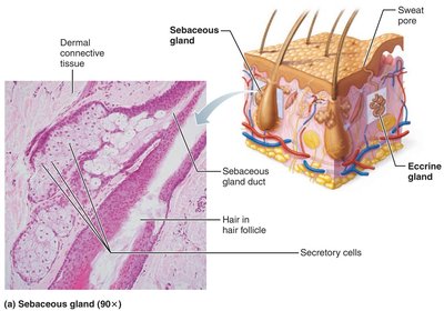 Sebaceous gland structure