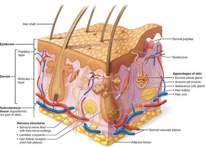 Skin structure with sensory receptors