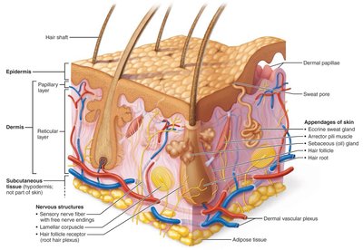 Skin structure diagram showing epidermis, dermis, and subcutaneous tissue