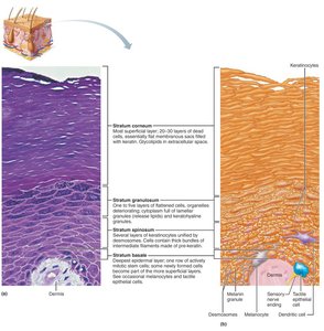 Epidermal cells and layers of the epidermis