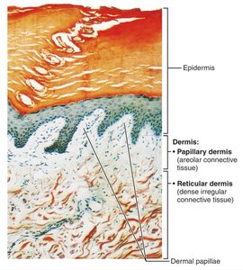 Light micrograph of the dermis showing papillary and reticular layers
