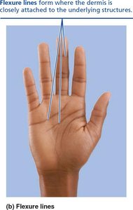 Flexure lines in the palm