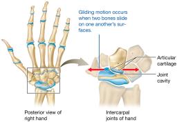 Gliding movements of synovial joints
