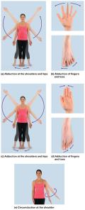 Abduction, adduction, and circumduction movements