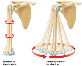 Rotation and circumduction of the shoulder