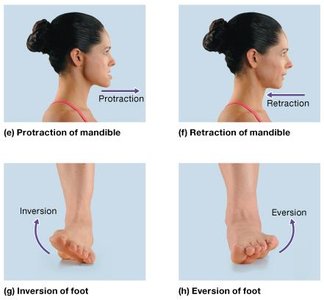 Special movements: protraction, retraction, inversion, eversion