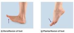 Dorsiflexion and plantarflexion of the foot