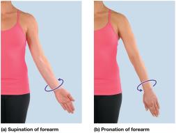 Supination and pronation of the forearm