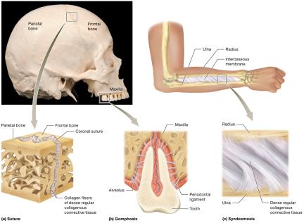 Types of fibrous joints: suture, gomphosis, syndesmosis