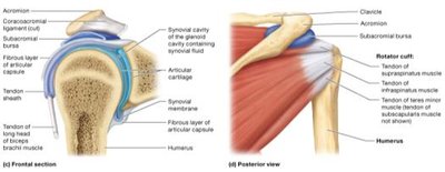 Anatomical structure of the shoulder joint (frontal and posterior views)