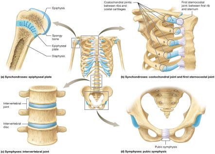 Types of cartilaginous joints: synchondroses and symphyses